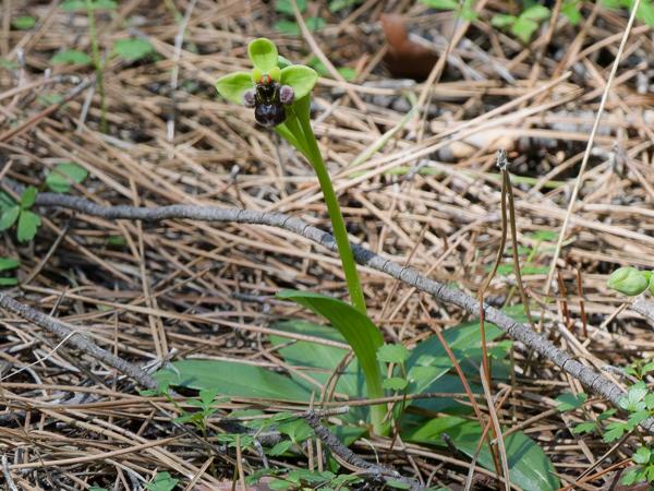 <h3><a href="/trips/kreta/biota/plantae/tracheophyta/liliopsida/asparagales/orchidaceae/ophrys bombyliflora/ophrys bombyliflora-nl.html">Ophrys&nbsp;bombyliflora</a> /  / </h3>OM-1 Mark II met OLYMPUS M.150-400mm F4.5, 1/800 sec  bij F6.3, ISO 2000, afstand 8.14&nbsp;m